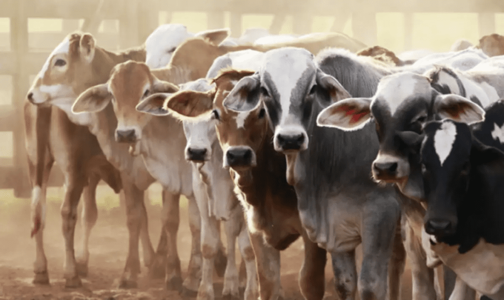 How Profitable Is Livestock Farming? Top 10 Most Profitable Livestock Small Farm To Start