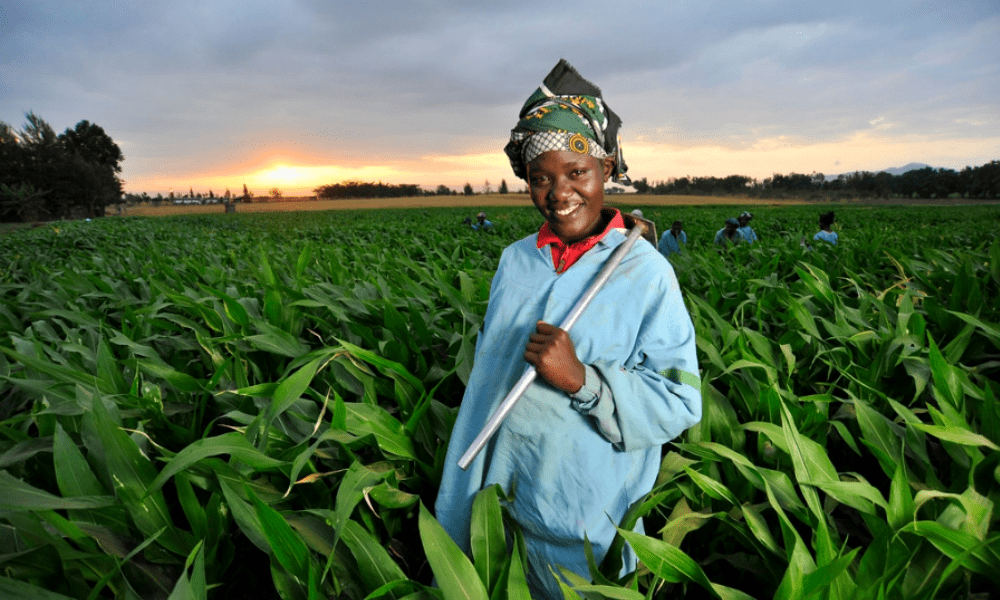 21 Most Profitable Plants to Grow and Sell for Every Farmer this Year