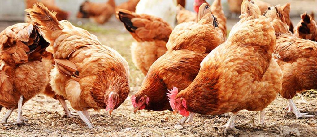 How to start a profitable poultry business in Nigeria