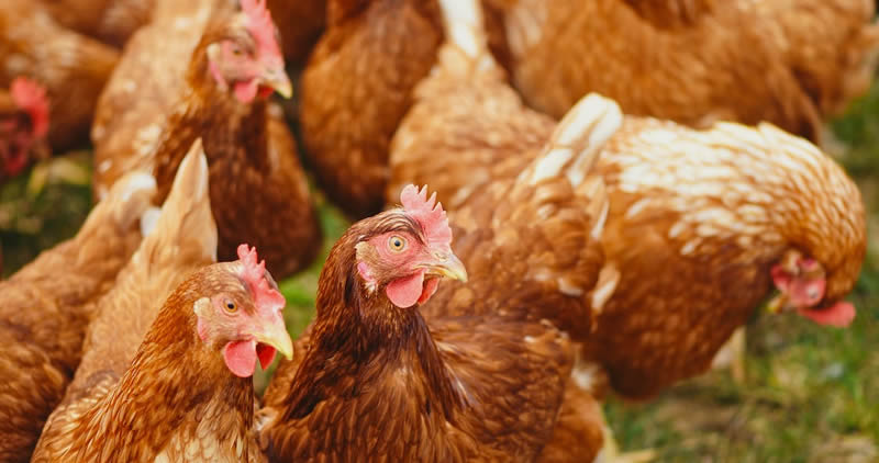 How to start a profitable poultry business in Nigeria 